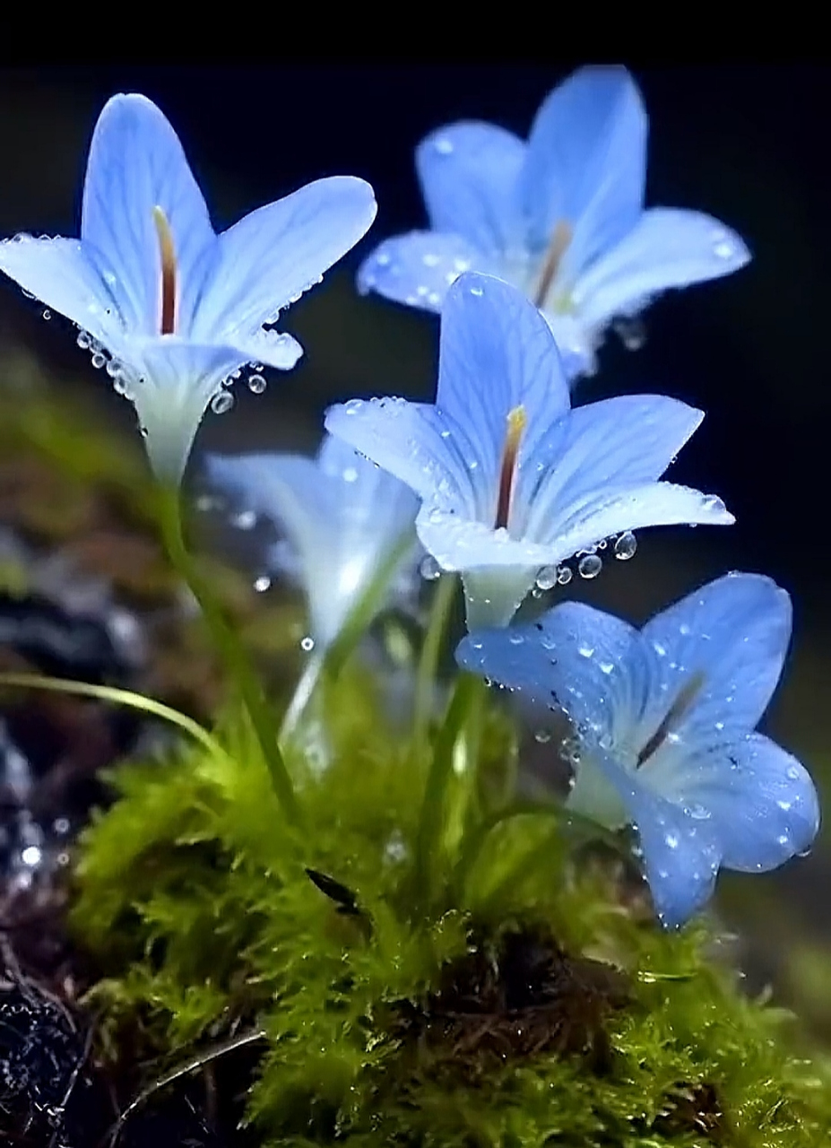 青苔上的蓝色花朵,生命力是如此的顽强90 97雨后的颜色愈发纯净