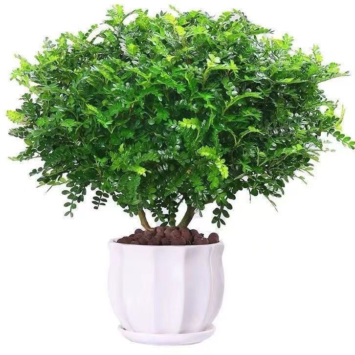 清香木盆栽:天然驱蚊神器,安全又健康,打造无蚊家居新风尚!