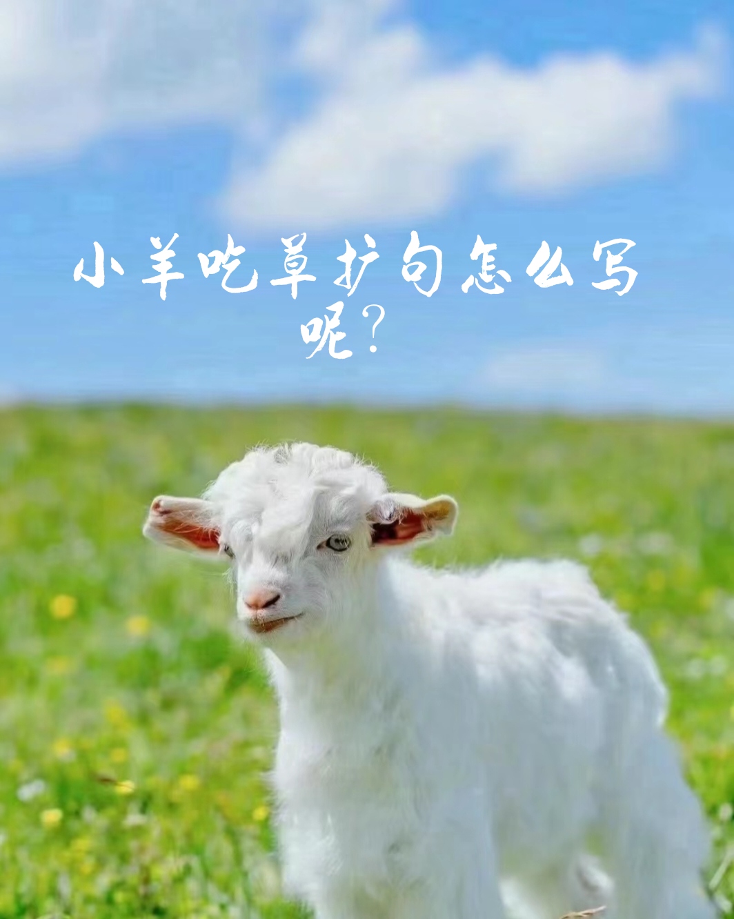 只要三步第一什么的小羊,第二在什么地方,第三怎样小羊吃草图片小羊吃