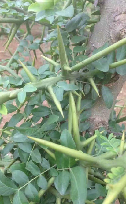 被农村人抢栽的刺皂角树,你知道它的生长习性及利用价值介绍