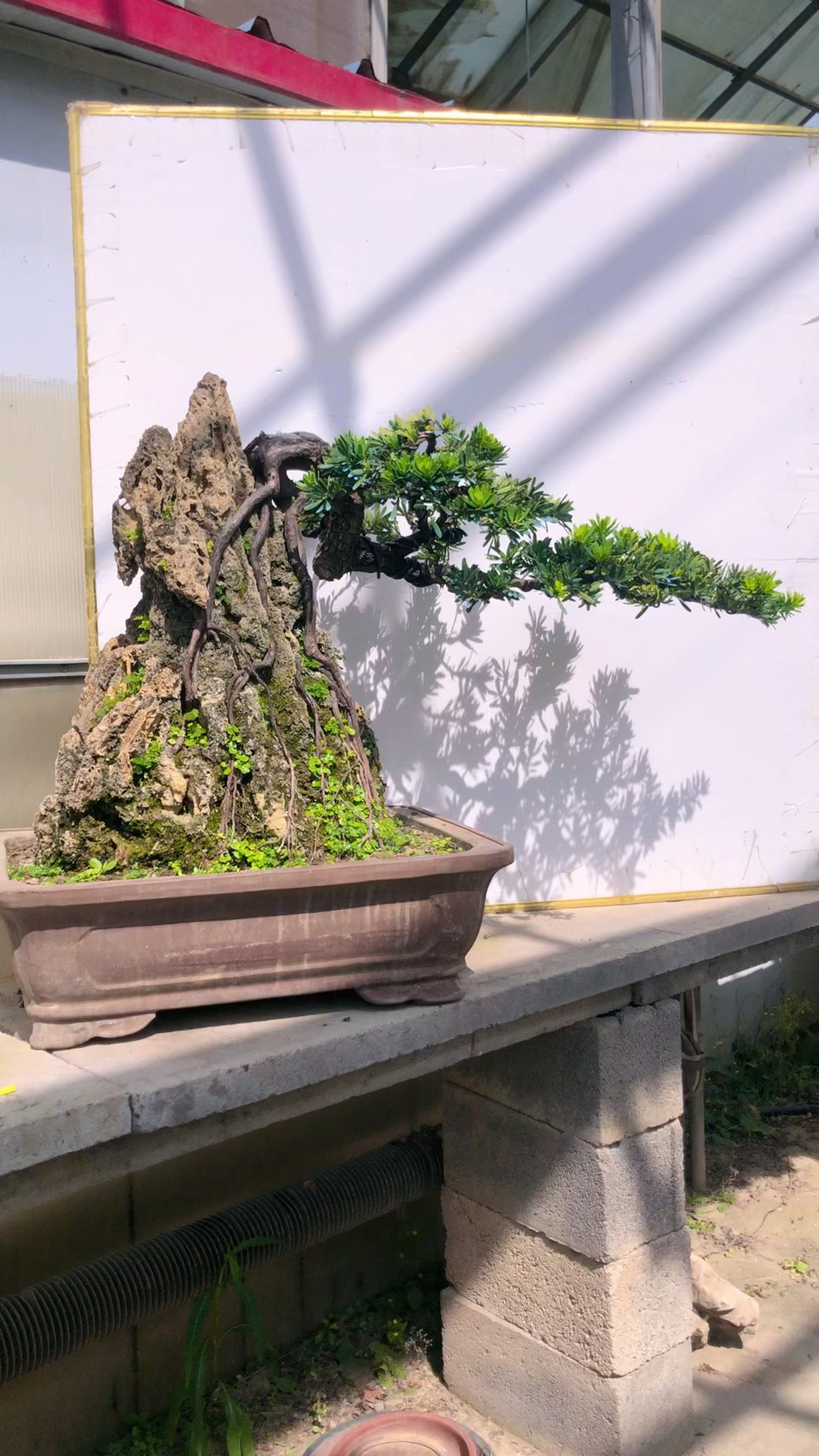 精品提根附石罗汉松