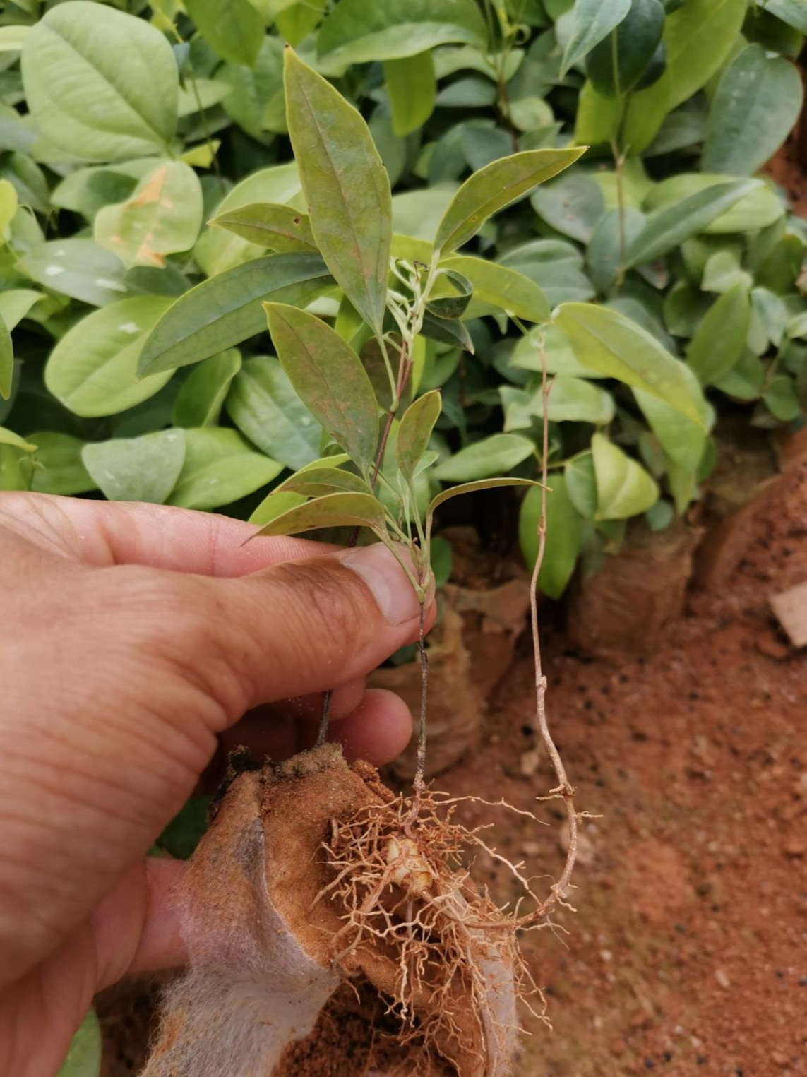 野生土茯苓种植图片图片