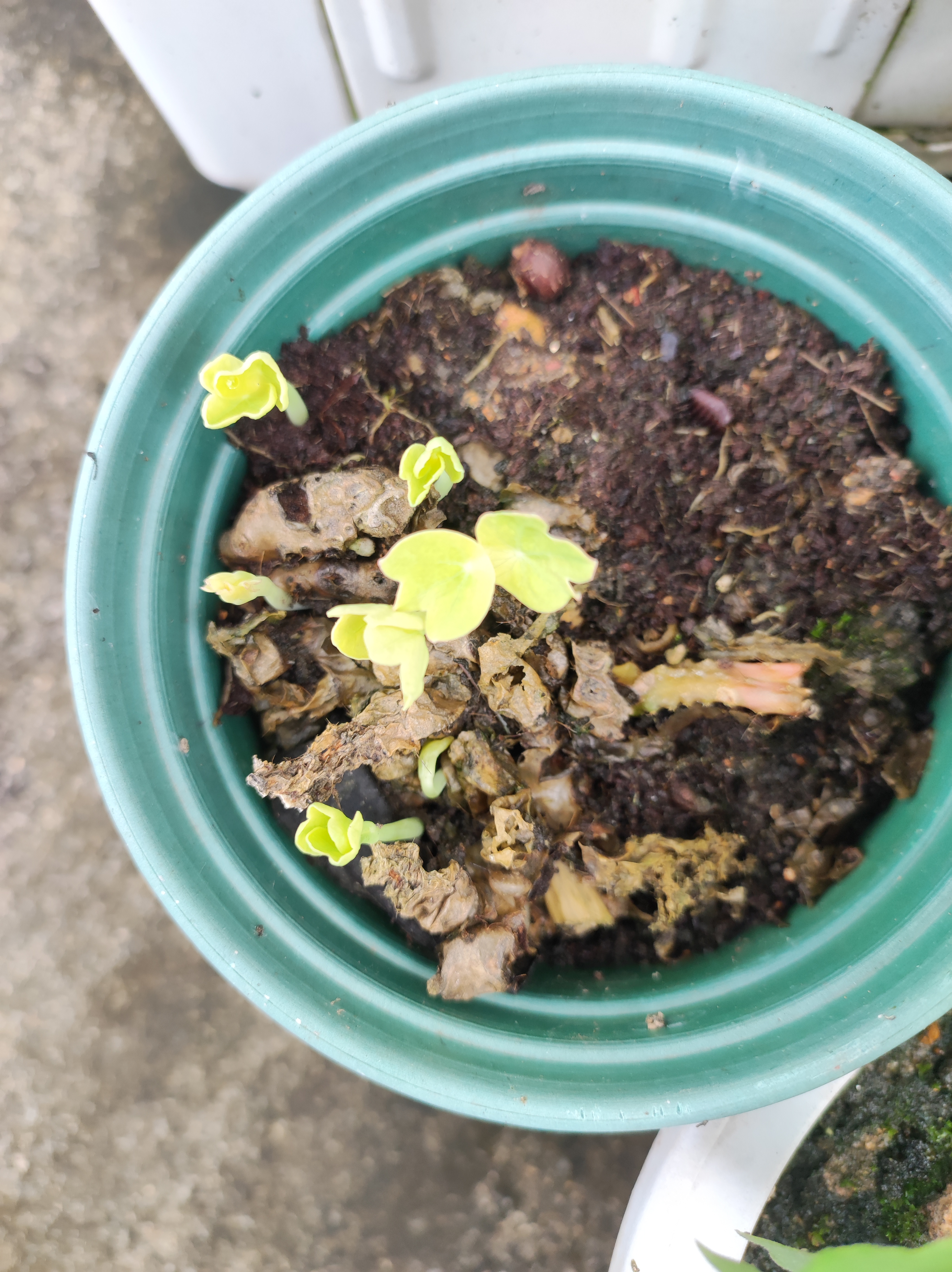 这是网络平台购买的旱金莲种子,当初只种下了三粒下去,一直没发芽 看