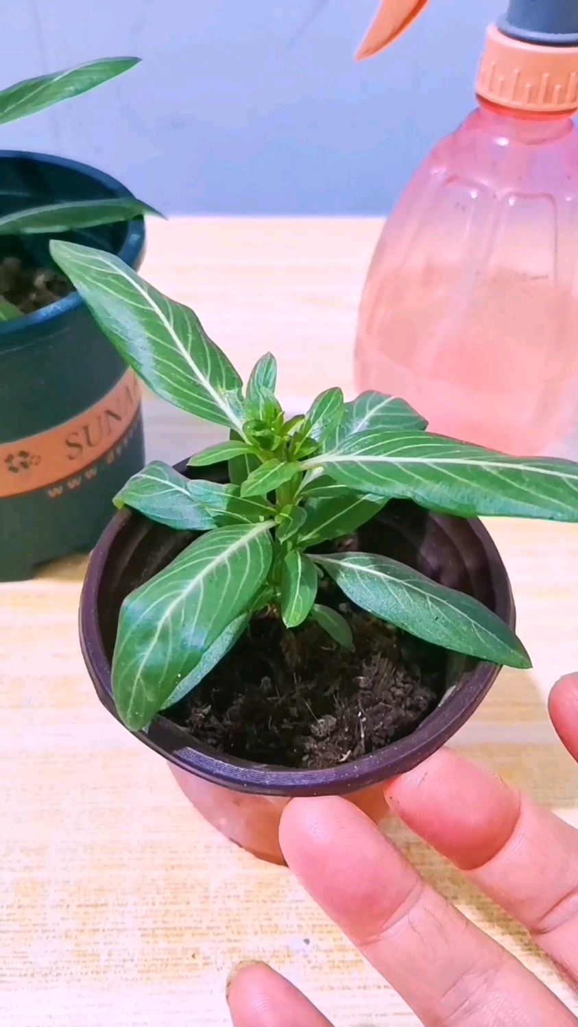 长春花这样摘心打顶,花量大