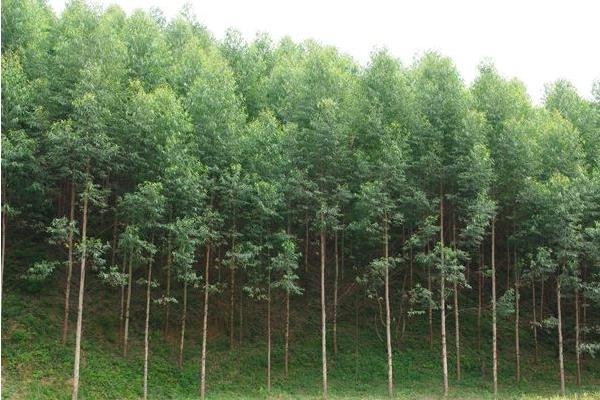 桉树有什么用途,桉树分布范围及生长环境介绍