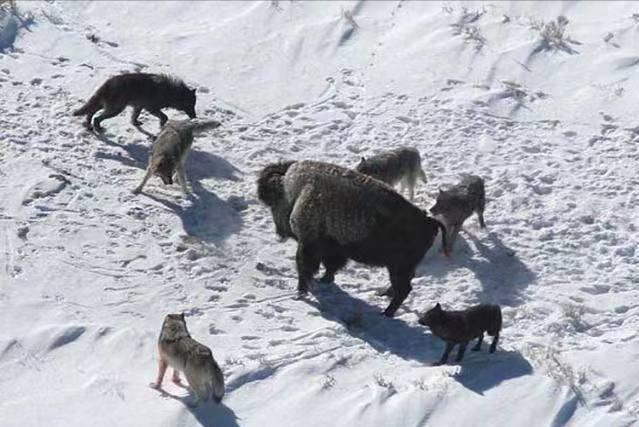 回顾:手持冲锋枪和无数子弹,在野外被狼群包围,有望存活吗?