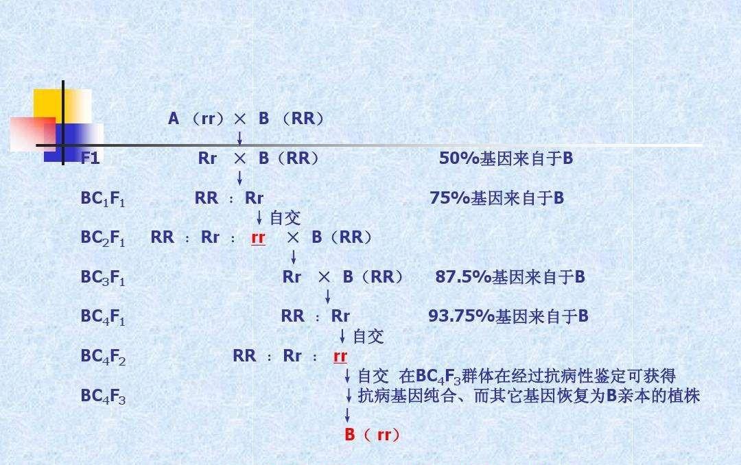 人类回交实验图片