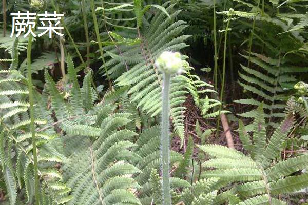 蕨菜和薇菜有什么区别