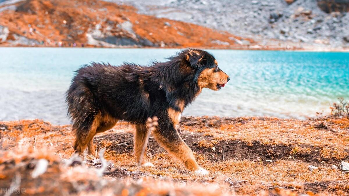 藏獒和豹子谁厉害图片