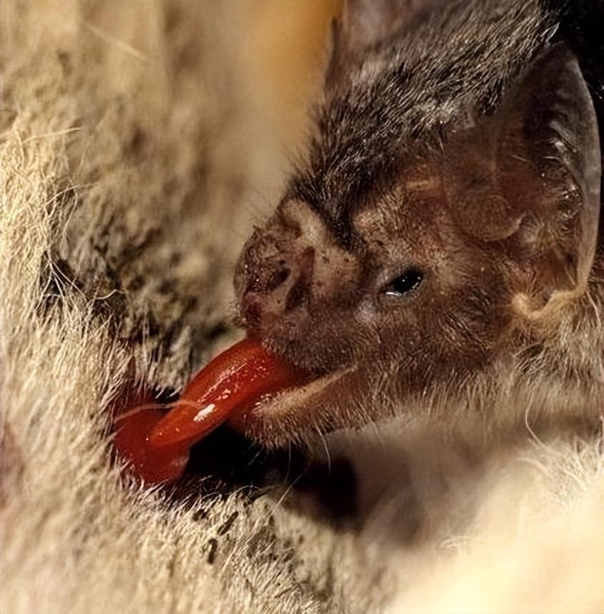 70万巨型蝙蝠闯进市区,翼展可达2米!"病毒之王"蝙蝠会吸血吗?