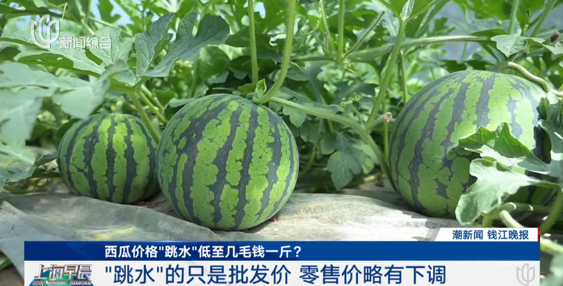上海人爱的夏季水果之王,正大量上市