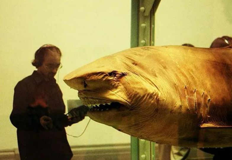 1991年,英国艺术家花了5万将鲨鱼制成标本,13年后卖出800万高价