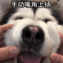 谨记!和狗狗关系再好,也不要做这8件事!