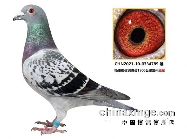 谱写"空中马拉松"新篇章!江苏超远程冠军风采抢先看