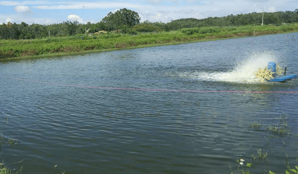 虾塘蓝藻对虾有什么影响?蓝藻治理的有效措施?这样做速度最快