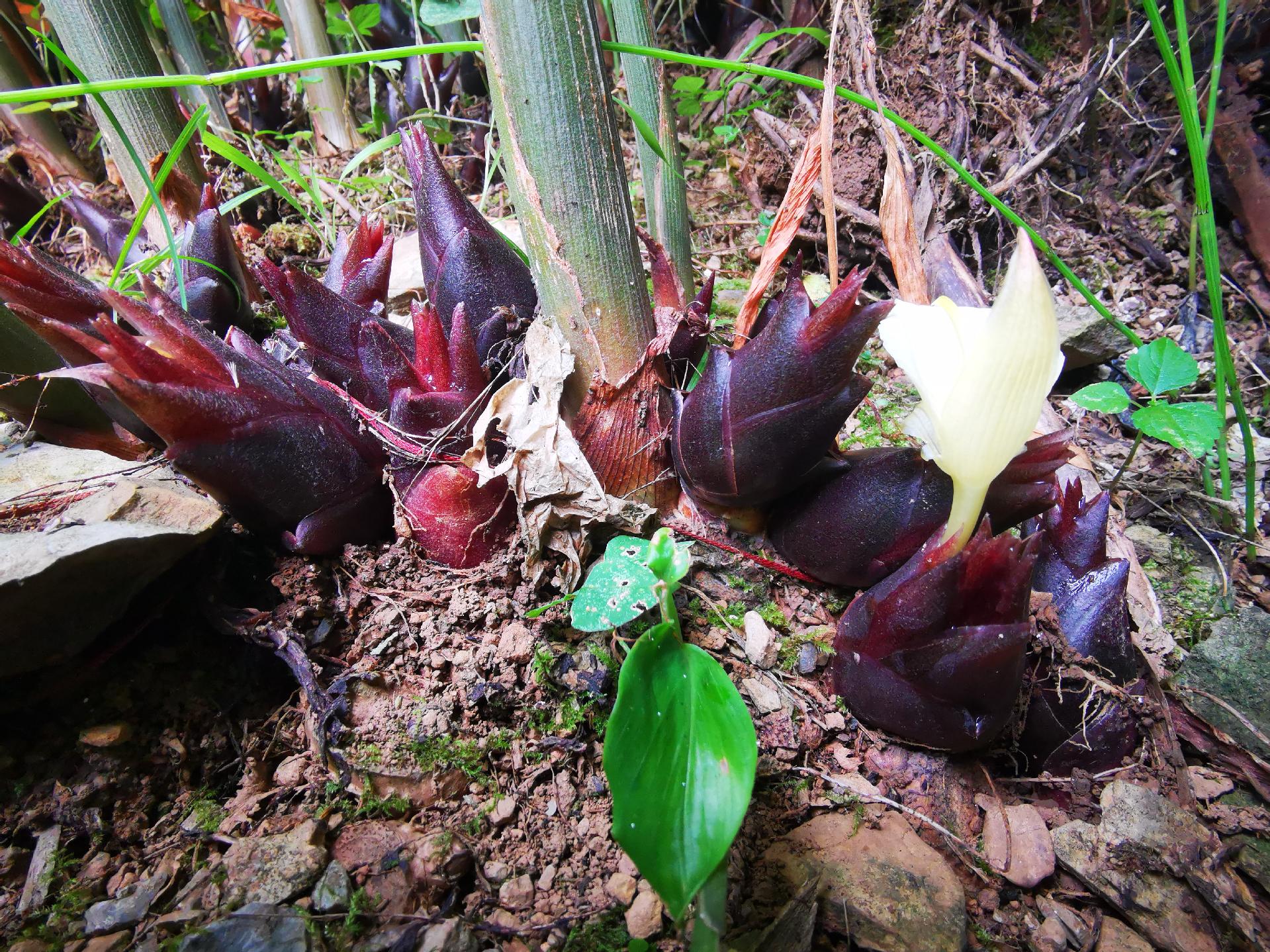 阳荷被称为懒人蔬菜,怎么种植产量高,有哪些吃法和价值