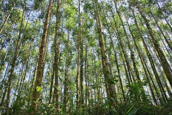 桉树有什么用途,桉树分布范围及生长环境介绍