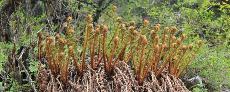 蕨菜和薇菜一样吗?蕨菜和薇菜有什么区别