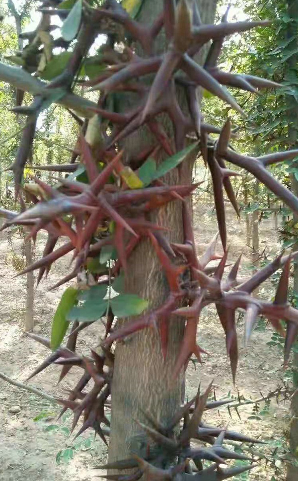 被农村人抢栽的刺皂角树,你知道它的生长习性及利用价值介绍