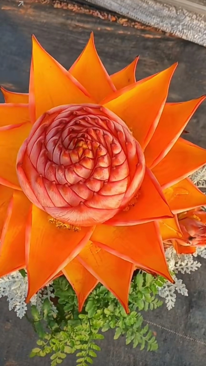 地涌金莲,犹如自然界的金色宝藏,地涌金莲寓意着高贵典雅,纯洁,神圣