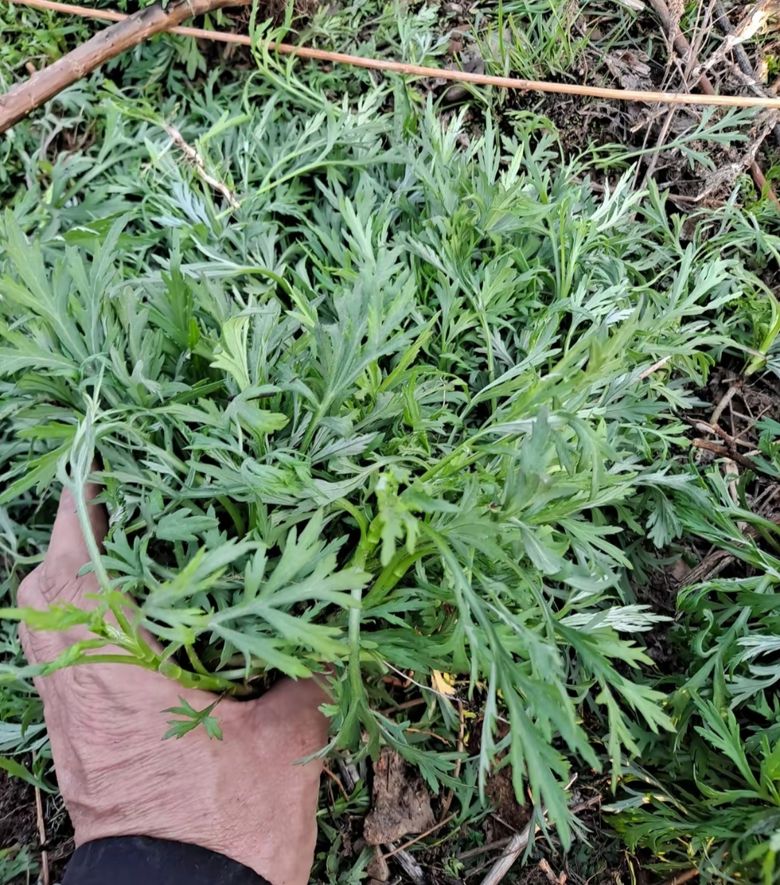 尼龙尖野菜学名图片