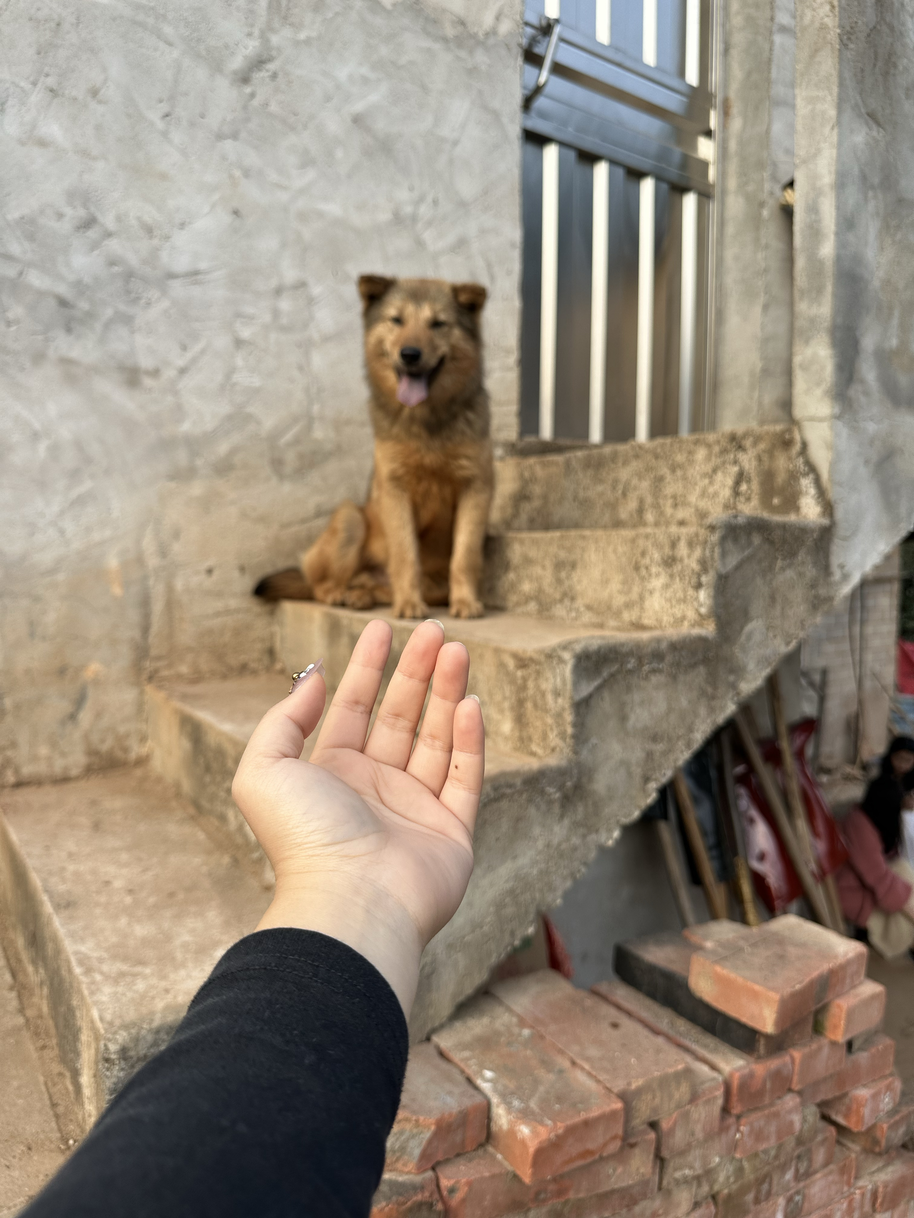 农村最佳护院犬图片