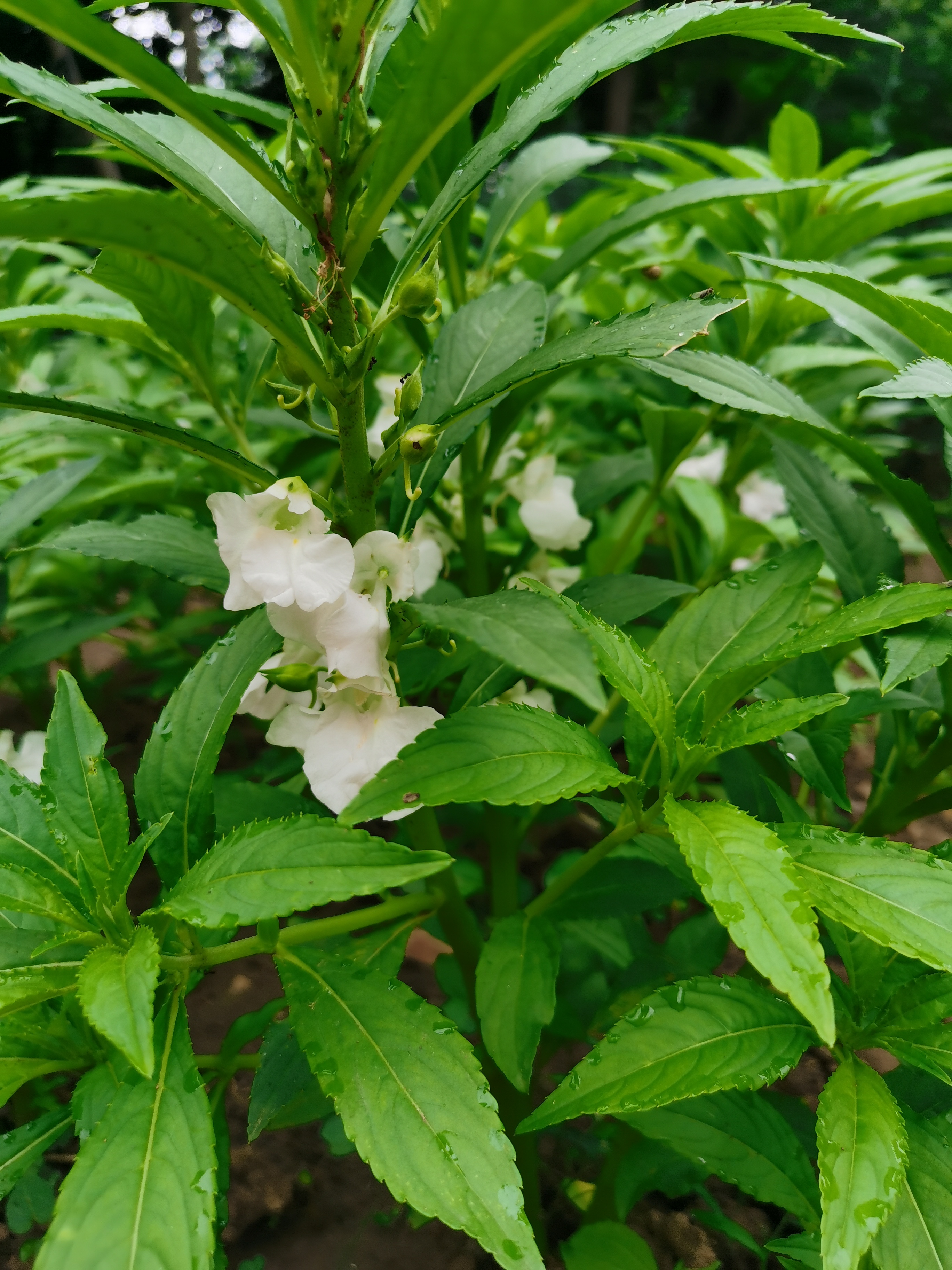 白色凤仙花
