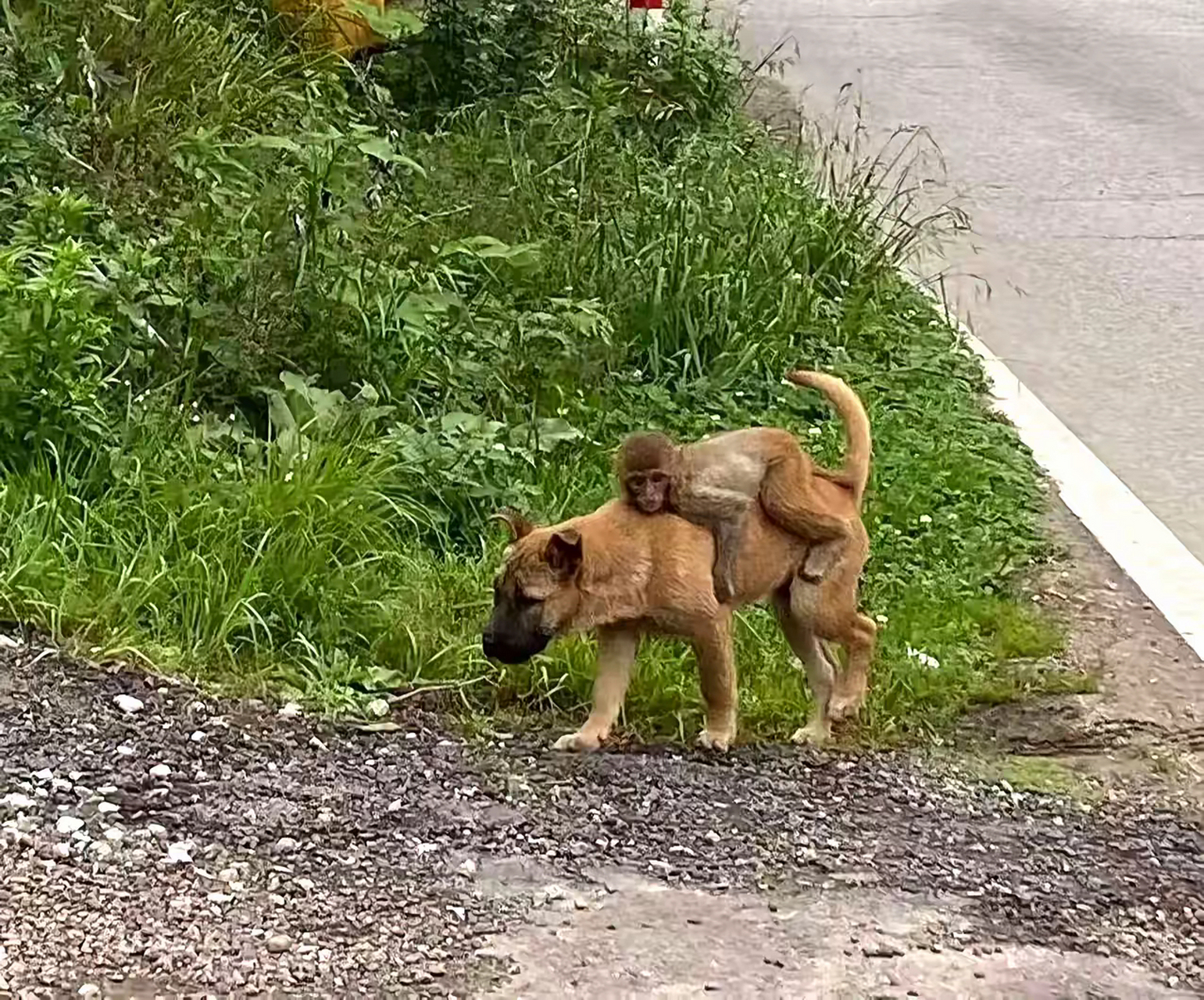 狗咬死猴子图片