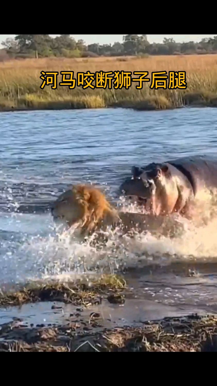 三头狮子组队过河,岂料遇到了河马偷袭,倒霉的雄狮被咬断了后腿