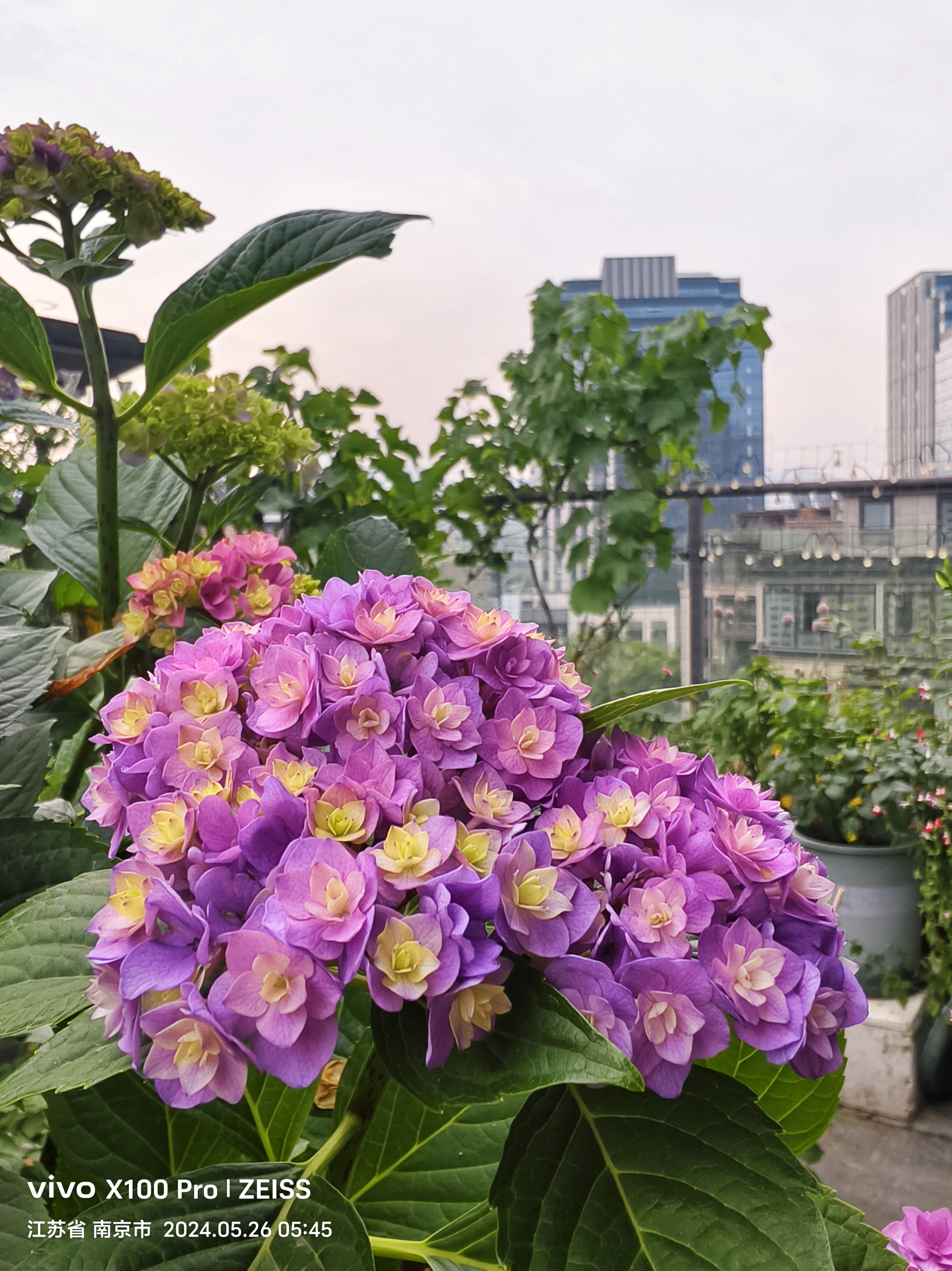 株型矮壮,花色美,花期长,是优秀的大花绣球品种,你我在一起是你我系列
