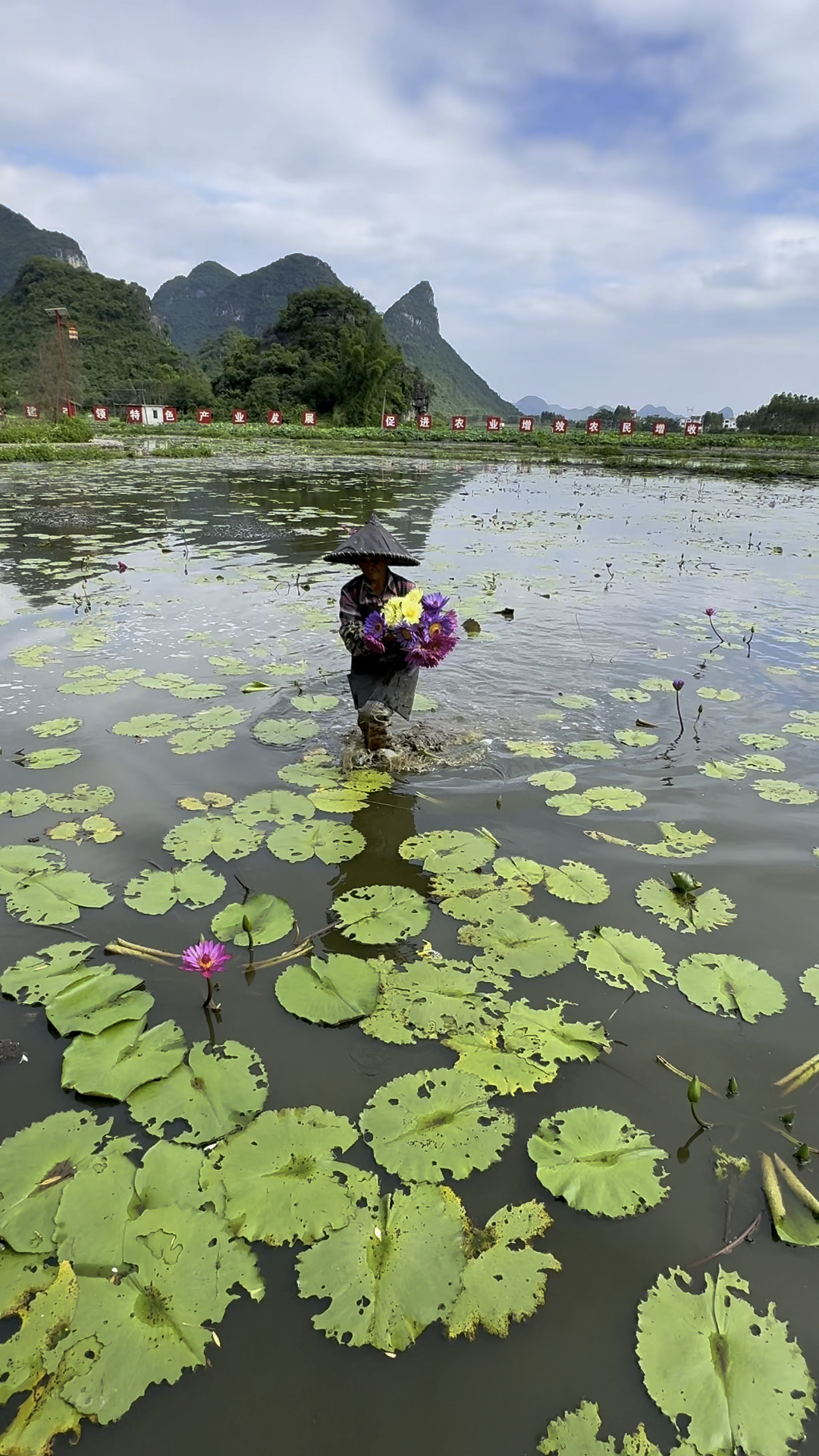 九品香水莲花茶图片