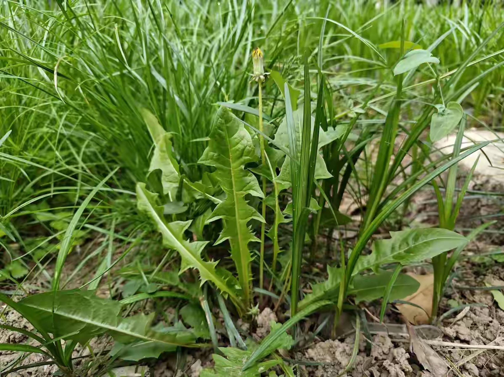 野菜蘑菇丁和蒲公英图片