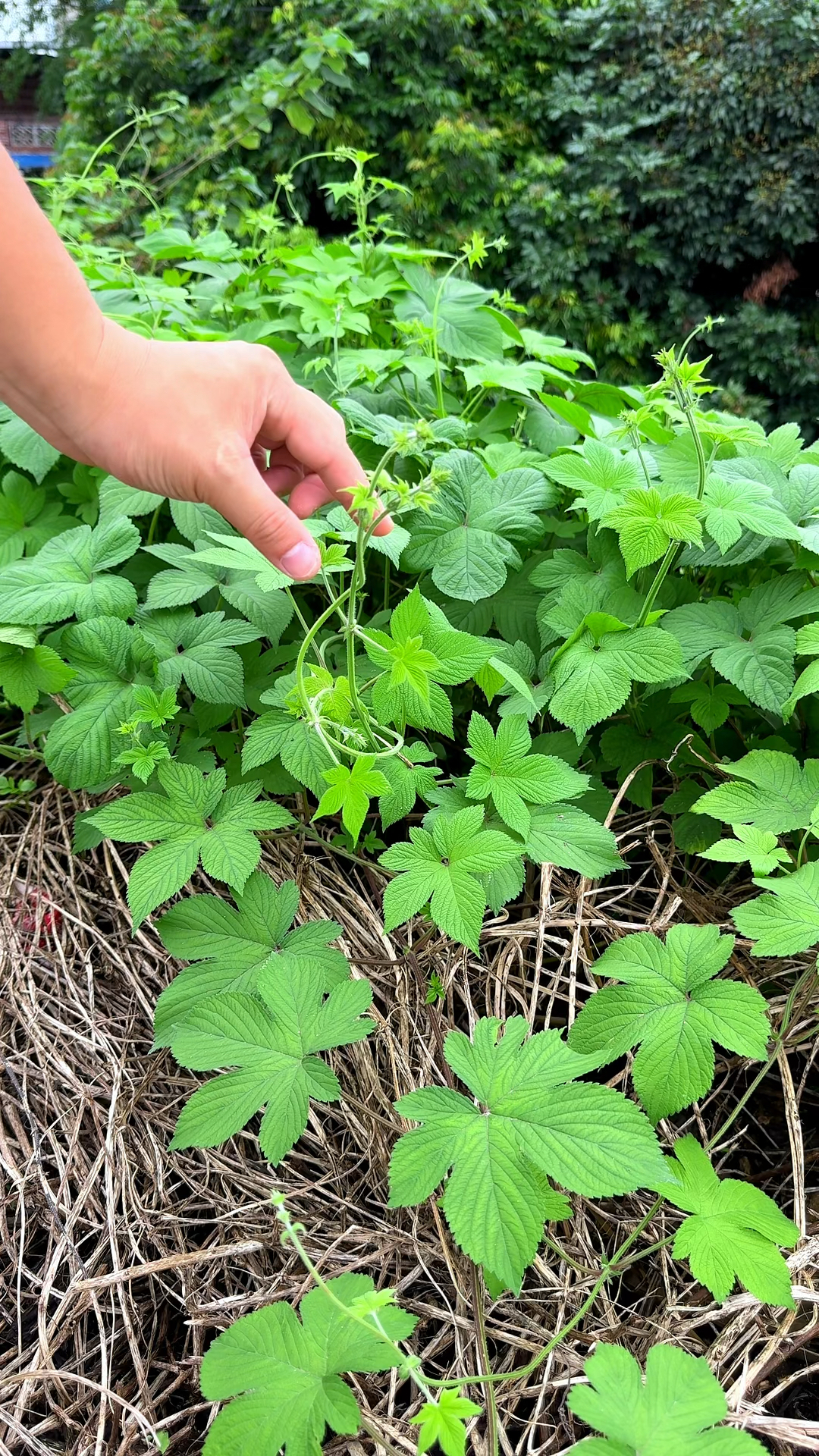 拉拉秧又名拉拉藤,它全身长满倒钩刺,一不小心就会被扎到-度小视