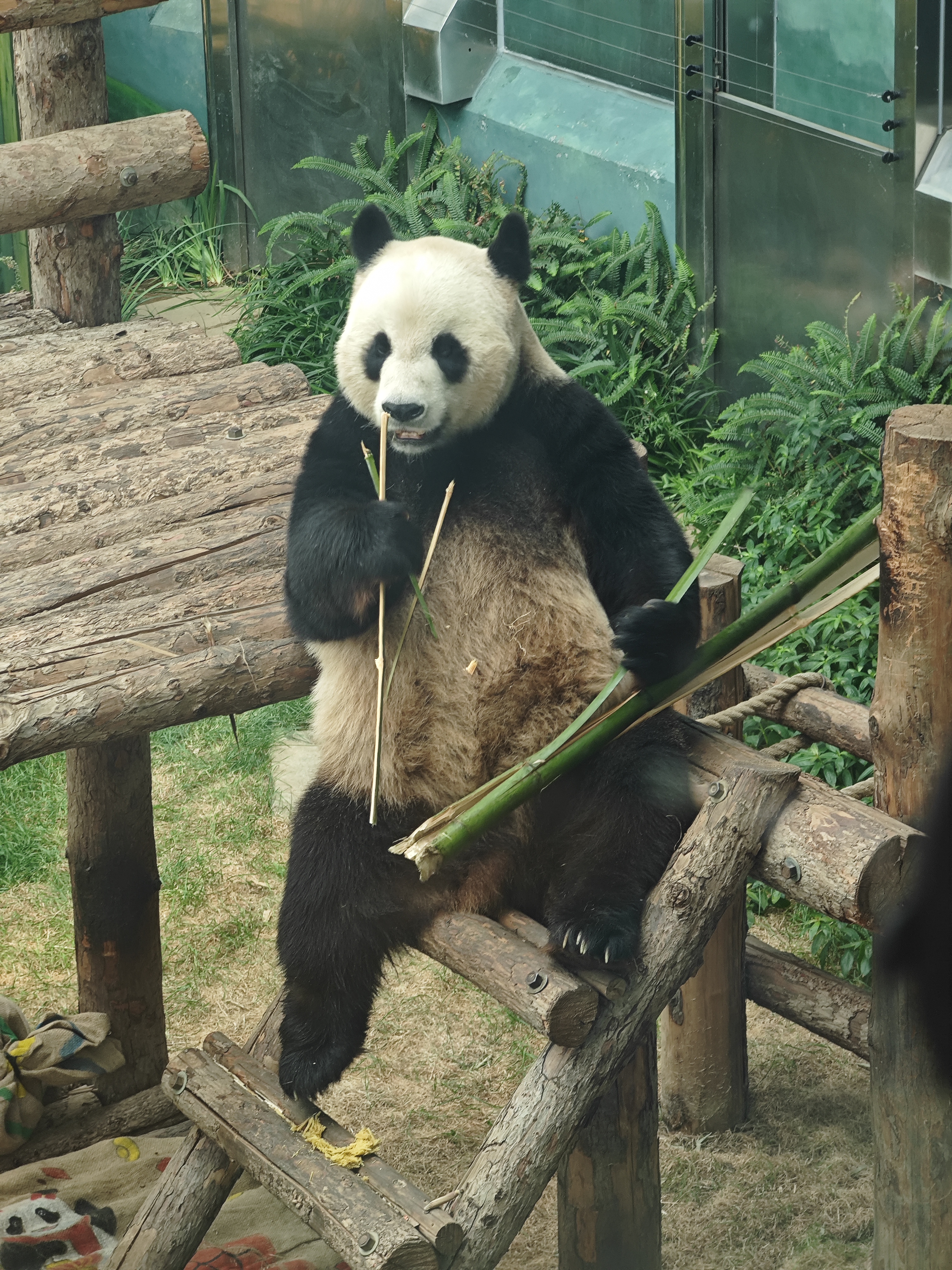 金虎:大连动物园的明星大熊猫