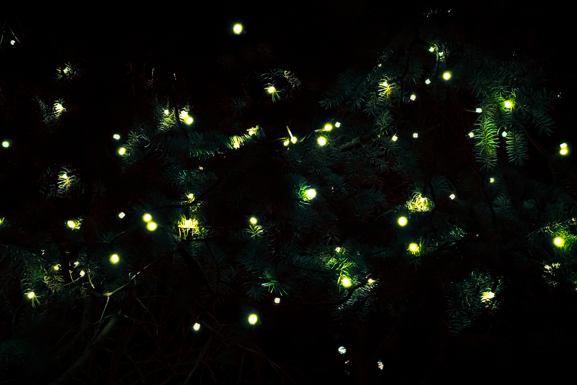 萤火虫,这个在夏日夜晚常常出现在人们视野中的小生物,以其微弱的光芒