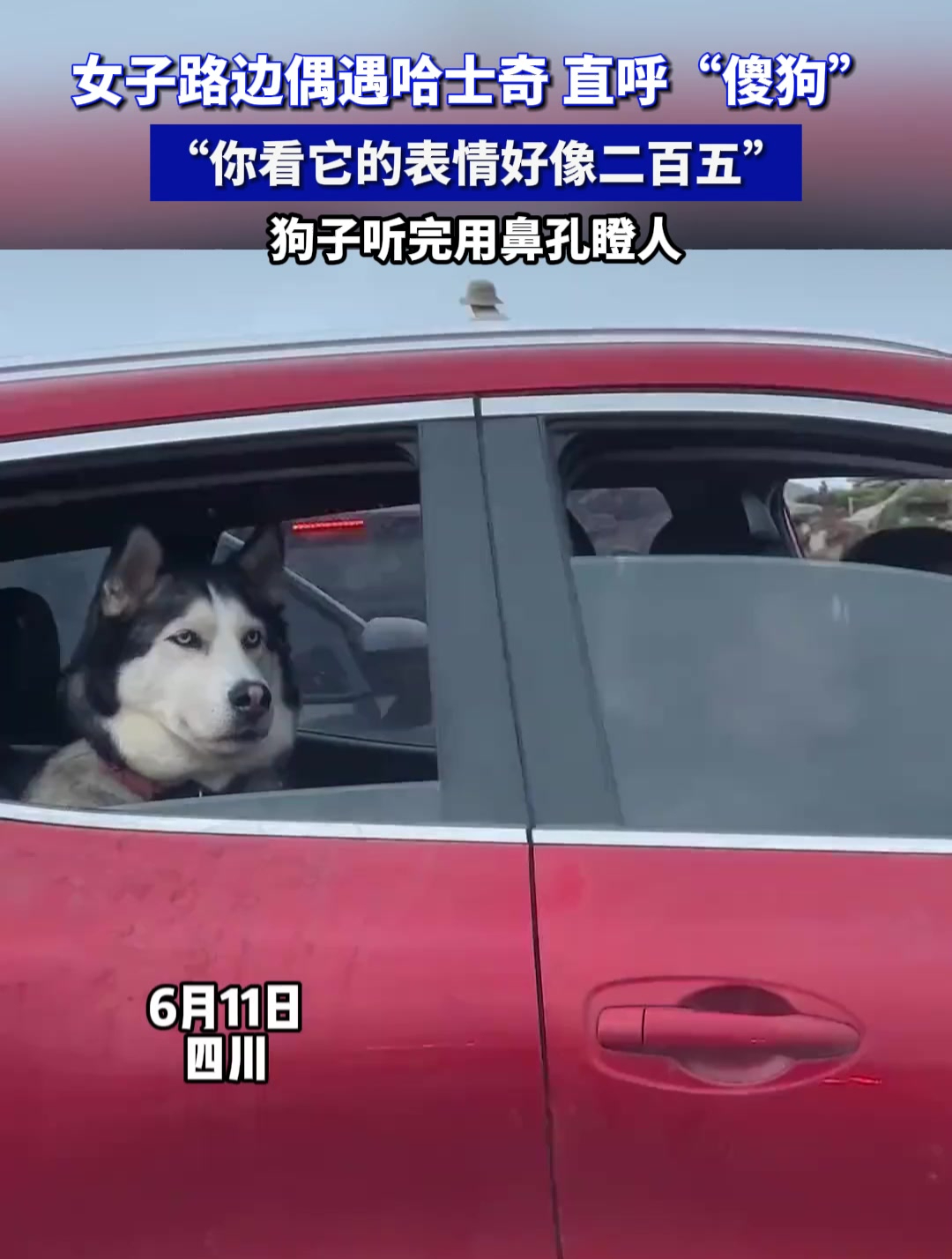 女子路边偶遇哈士奇 直呼"傻狗","你看它的表情好像二百五"