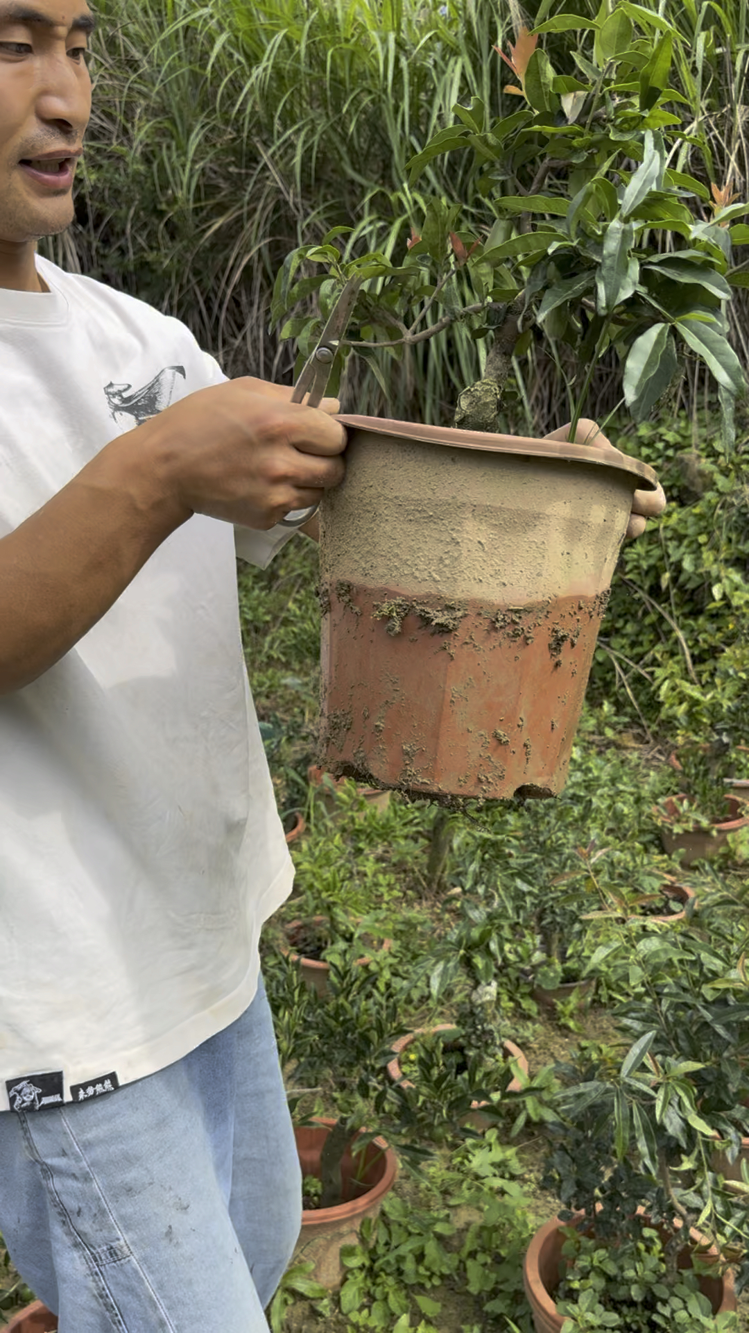 金弹子血钻带果小品