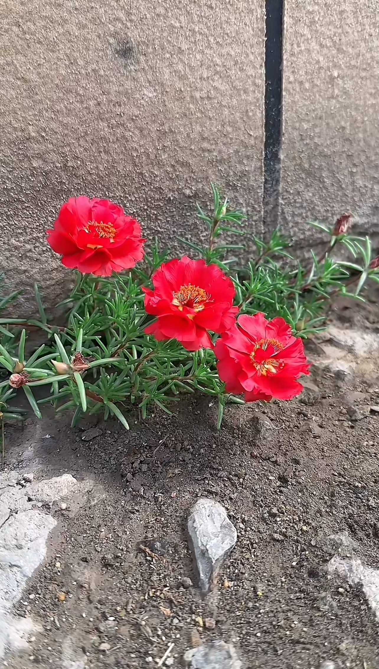 周末去哪儿玩# 我们这边叫午时花