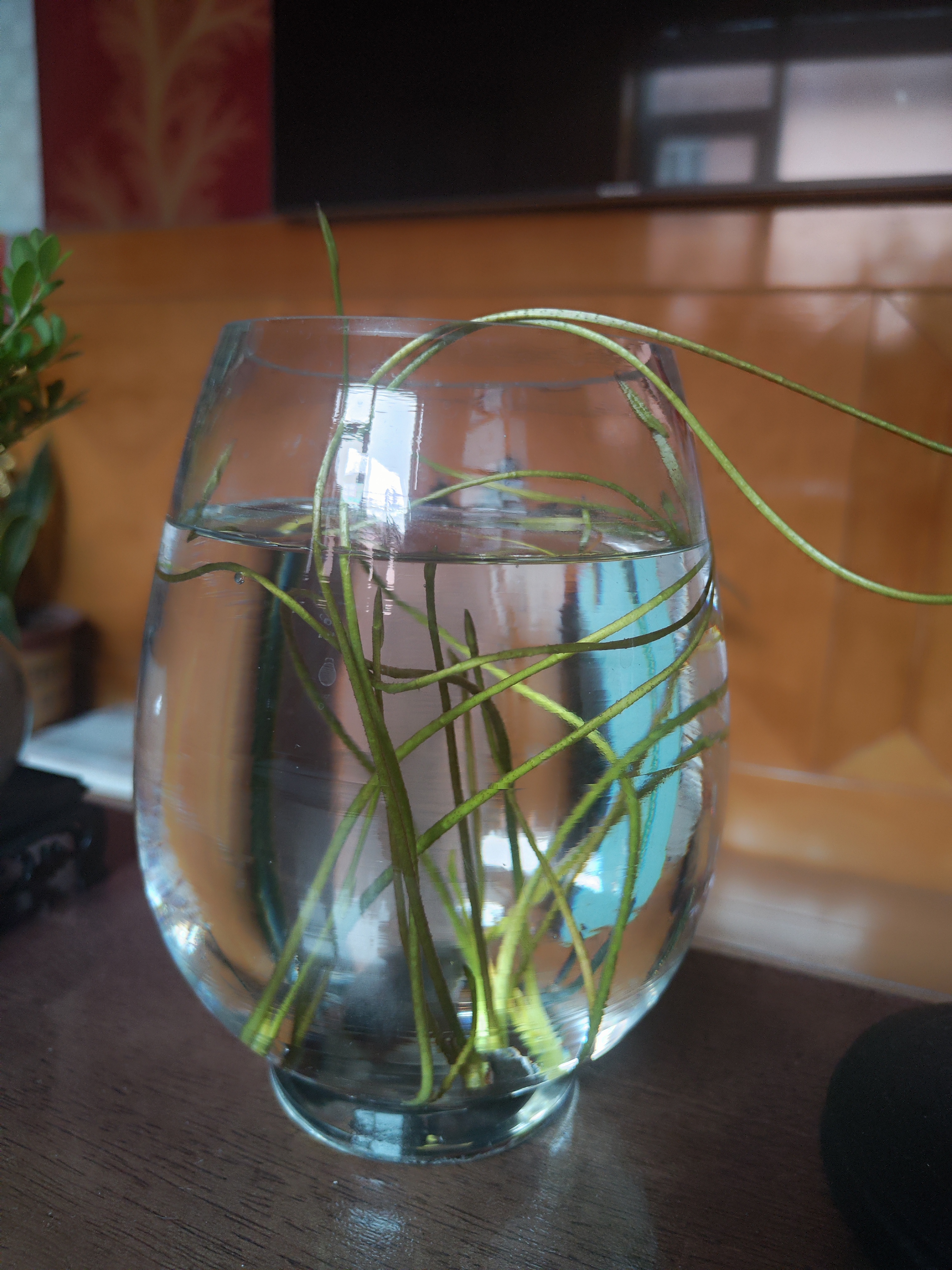 看到了一个个生命在诞生一个个细细固定碗莲的种子碗莲花茎碗莲发芽