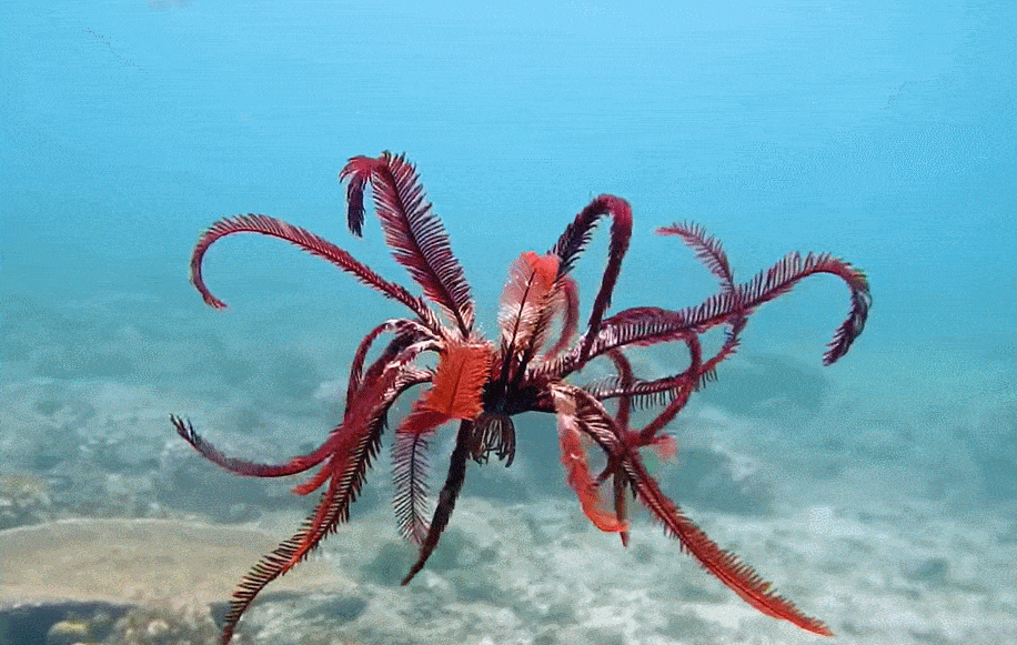 回顾:一颗3亿年前的"螺丝",镶嵌在石块中,揭开一个史前的巅峰时代