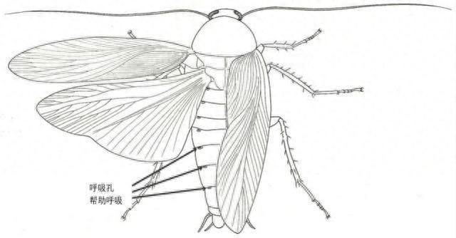 九成人不知道小强"天敌"是啥:教你屋子中放点它,小强都"跑光了"