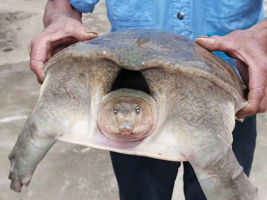 再加上明星效应,顷刻之间就红遍大江南北,中华鳖精就是如