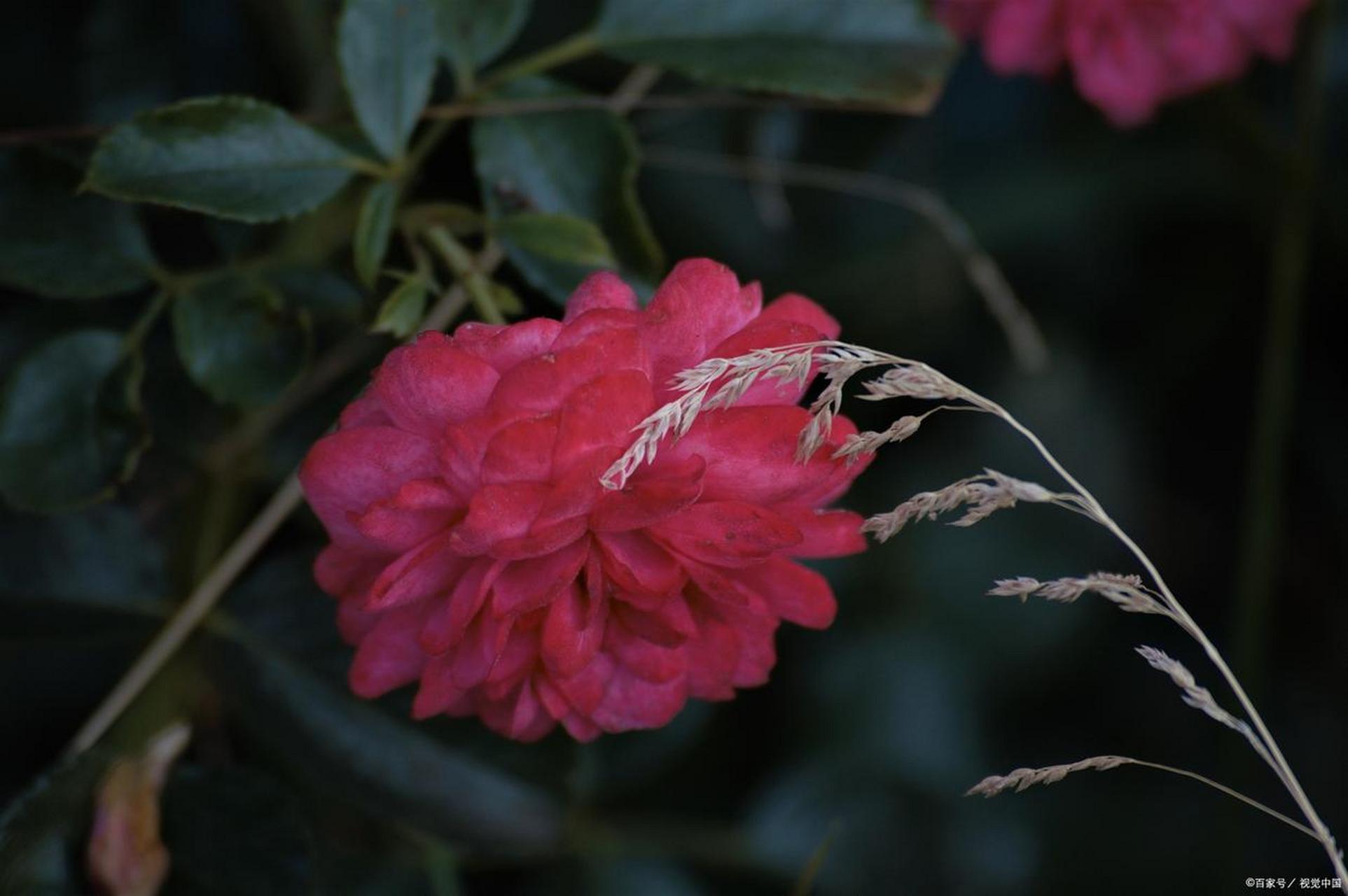 原创诗词 减字木兰花.繁华过眼 荼蘼花事,过眼繁华终是戏.