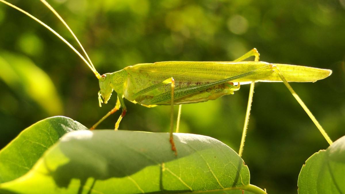 回顾:蝗虫危害甚重,20万只粉红椋鸟到达新疆后,灭蝗大战正式开始