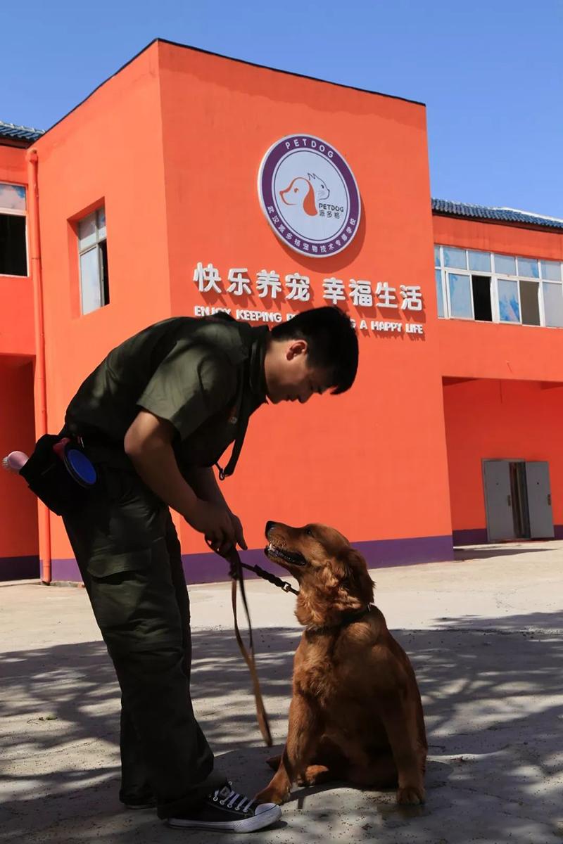 19年上海黑狗咬人后离奇失踪,主人表情诡异,警方调查发现不简单