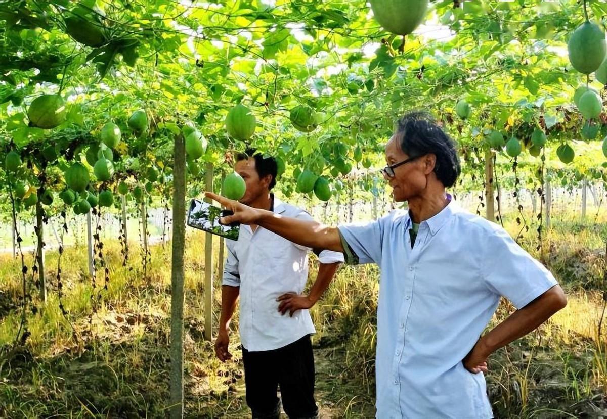 回顾"魔芋大王"何家庆:被绑架吃猪食,流浪3万公里,遗书令人心酸
