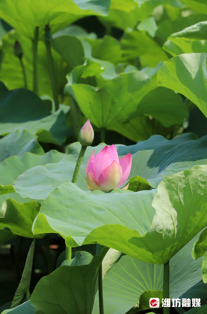 夏荷始盛开,静待赏花人