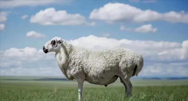 回顾:三大粗毛绵羊品种之一主要分布在内蒙古,蒙古羊有多肥美?