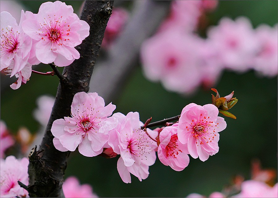 桃花图片大全大图真实图片