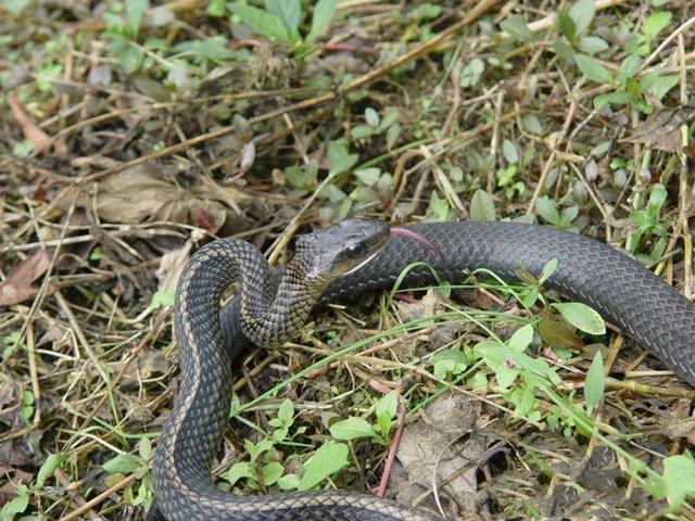 回顾:莽山烙铁头剧毒但龟缩在莽山,无毒的乌梢蛇却随处可见呢?
